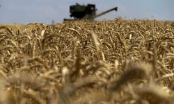 Liên minh châu Âu cảnh báo Ba Lan, Hungary trong vụ cấm ngũ cốc Ukraine