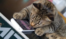 Ứng dụng MeowTalk có thể dịch được tiếng kêu của mèo
