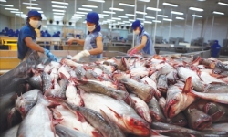 Dự kiến đạt 2,3 tỷ USD cá tra xuất khẩu vào năm 2019