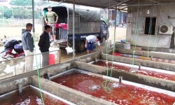 Phú Thọ: Nhộn nhịp làng nuôi cá chép phục vụ lễ cúng ông Táo về trời