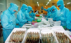 Tôm Việt Nam chiếm 25,6% tổng giá trị nhập khẩu tôm tại Nhật Bản