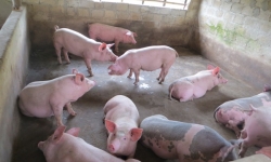 Thanh Hóa:  Khống chế bệnh dịch tả lợn Châu Phi