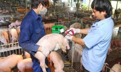 TP.HCM: Tuyệt đối không để xảy ra dịch tả lợn châu Phi
