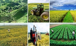 Cần đầu tư tín dụng phục vụ sản xuất nông nghiệp, nông thôn hiệu quả
