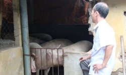 Tiêu điều ở “thủ phủ” nuôi lợn miền Bắc