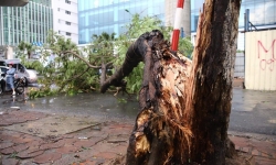 Hà Nội: Mưa dông diện rộng một nạn nhân tử vong vì cây đổ trúng người