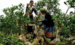 Yên Bái: Quần thể chè Shan tuyết cổ thụ Sùng Đô được công nhận Cây Di sản Việt Nam