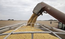 Trung Quốc tạm dừng mua nông sản của Mỹ, thỏa thuận thương mại bị đe dọa