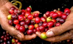 Giá cà phê hôm nay (12/8): Tiếp tục đà giảm giá, cao nhất 32.500 đồng/kg
