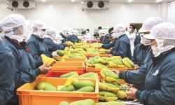 EVFTA thúc đẩy xây dựng chuỗi giá trị nông sản Việt
