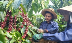 Phát triển thị trường nội địa cho cà phê Việt