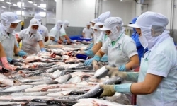 VASEP khuyến cáo doanh nghiệp cá tra không hạ thấp giá xuất khẩu