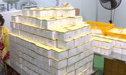 Bắt quả tang cơ sở sản xuất hàng ngàn hộp kem mỹ phẩm trái phép