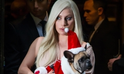 Lady Gaga tặng nửa triệu USD cho ai tìm được 2 chú chó bị trộm