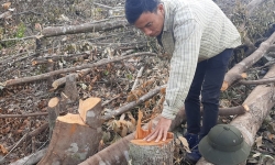 Kiểm tra, xử lí phản ánh tình trạng phá rừng tại Cam Lâm, Khánh Hòa
