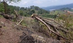 Lâm Đồng: Đình chỉ 4 trưởng Ban Quản lý rừng để xem xét kỷ luật