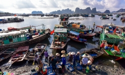 Quảng Ninh đóng cửa chợ đầu mối hải sản Bến Do để phòng, chống dịch Covid-19