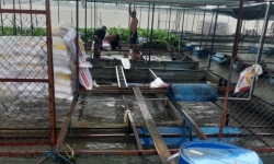 Tiền Giang: Ngư dân cồn Thới Sơn “kêu cứu” vì cá lồng bè không tiêu thụ được