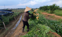 Hà Nội: Nông dân Tây Tựu “ngậm đắng” cắt bỏ hoa vì đại dịch