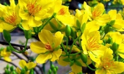 Top 10 loài hoa thích hợp trưng bày vào những ngày Tết
