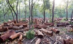 Những điều “kỳ lạ” trong dự án làm mất 2.000 ha rừng ở Đắk Nông
