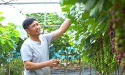 Mô hình trồng nho siêu quả thu tiền tỉ mỗi vụ ở Hoài Đức - Hà Nội
