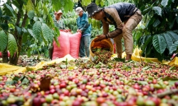 6 tháng đầu năm, xuất khẩu cà phê tăng gần 50% về trị giá