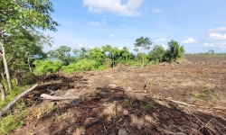 Khởi tố điều tra vụ phá hơn 4,1ha rừng phòng hộ tại Gia Lai