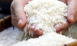 Gạo Việt Nam ngày càng khẳng định vị thế trên thị trường thế giới