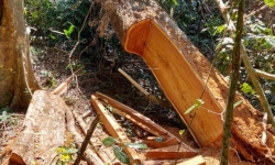 Lại phát hiện vụ phá rừng làm nương rẫy quy mô lớn ở Gia Lai