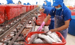 Mexico trở thành thị trường xuất khẩu cá tra lớn thứ 3 của Việt Nam
