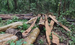 Kon Tum: Khởi tố vụ phá hơn 40m3 gỗ ở vùng biên giới