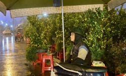 Thanh Hoá: Tiểu thương bán cây cảnh Tết mưu sinh dưới mưa lạnh