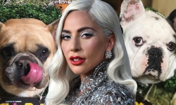 Lady Gaga bị đồng phạm của kẻ trộm chó... kiện vì không trả tiền treo thưởng