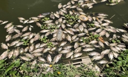Thanh Hóa: Xác định nguyên nhân cá chết bất thường tại huyện Như Xuân