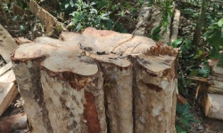 Vụ lâm tặc 'xẻ thịt' 150 cây gỗ ở Gia Lai: Khởi tố vụ án, chuyển hồ sơ sang Công an