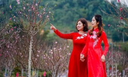 Lạng Sơn khai thác tiềm năng du lịch từ các vườn đào cổ Mẫu Sơn