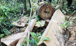 Khởi tố vụ án, chuyển hồ sơ sang Công an vụ hàng loạt cây rừng bị cưa hạ ở Gia Lai