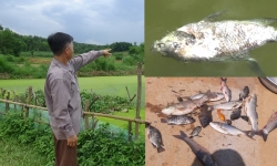 Thanh Hóa: Người dân bức xúc vì trang trại chăn nuôi lợn gây ô nhiễm