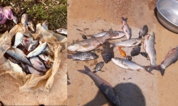Thanh Hóa: Chưa xác định được nguyên nhân cá chết bất thường tại huyện Cẩm Thủy