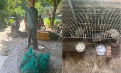 Kon Tum: Phát hiện hộ dân nuôi nhốt trái phép 6 con cầy vòi hương quý hiếm