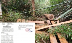 “Máu rừng” vẫn chảy ở xứ Thanh: Thành lập đoàn kiểm tra xác minh thông tin phá rừng tại huyện Như Xuân
