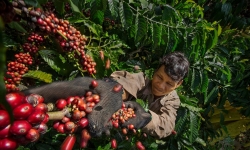 Cà phê Việt Nam 'cháy hàng' xuất khẩu dù giá lên cao kỷ lục