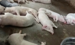 Ninh Bình tiêu hủy gần 8.000 con lợn do mắc dịch tả lợn châu Phi