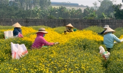 Nhộn nhịp mùa thu hoạch cúc chi tại làng dược liệu Văn Lâm - Hưng Yên