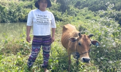 Cấp bò sinh sản cho hộ nghèo ở Kon Tum, dân ngỡ ngàng vì nhận được bê