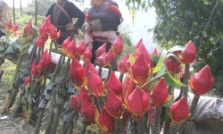 Hoa chuối rừng Sa Pa hút khách chọn mua chơi Tết
