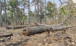 Gia Lai: Khởi tố vụ phá tan hoang cánh rừng biên giới Ia Mơ