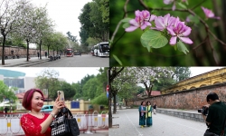 Hoa ban nở rực rỡ giữa lòng Hà Nội thu hút đông đảo du khách đến chụp ảnh