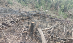 Kon Tum: Điều tra, làm rõ vụ thuê người “dọn” rừng tự nhiên ở Kon Plông
